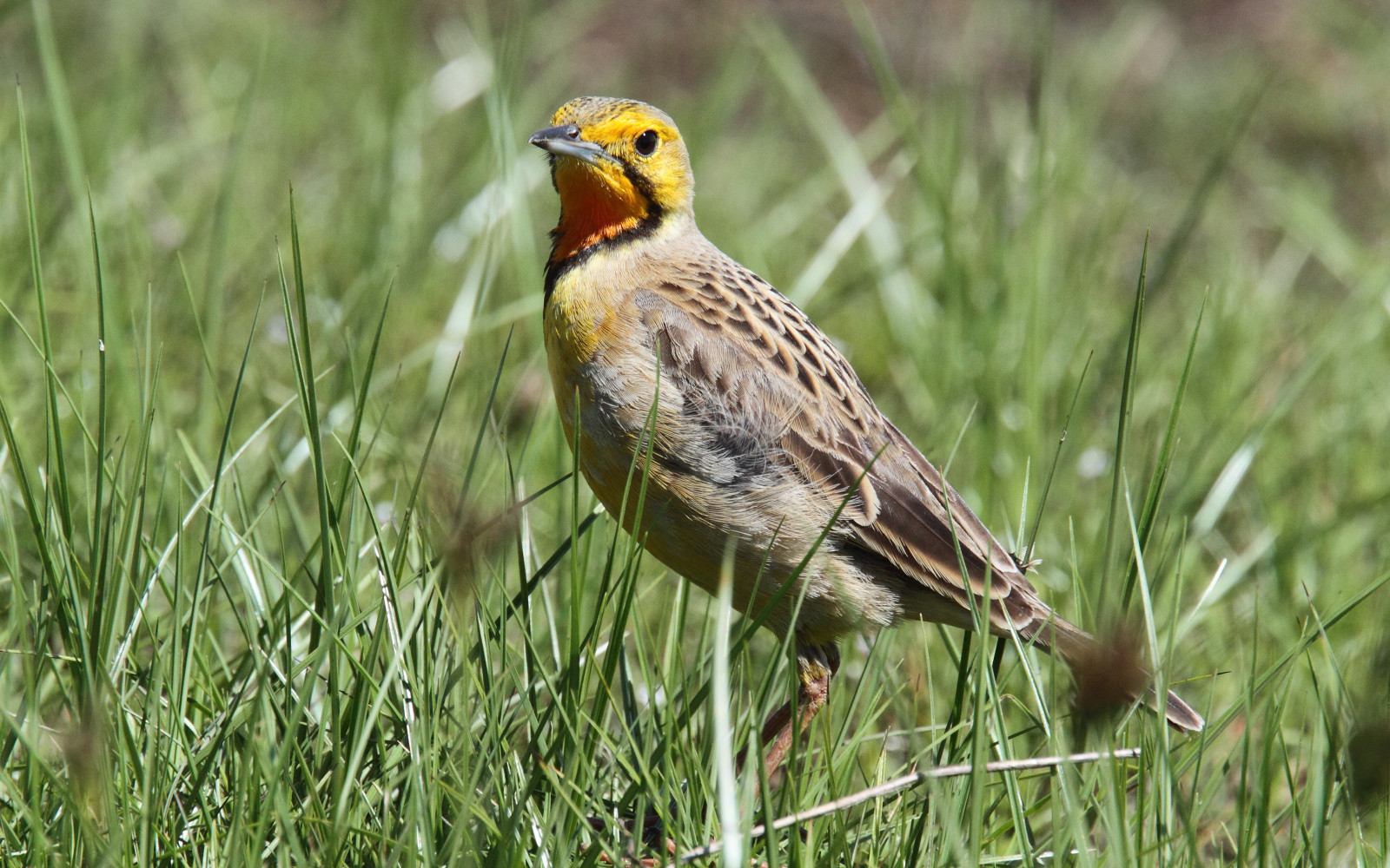 image Orange-throated Longclaw